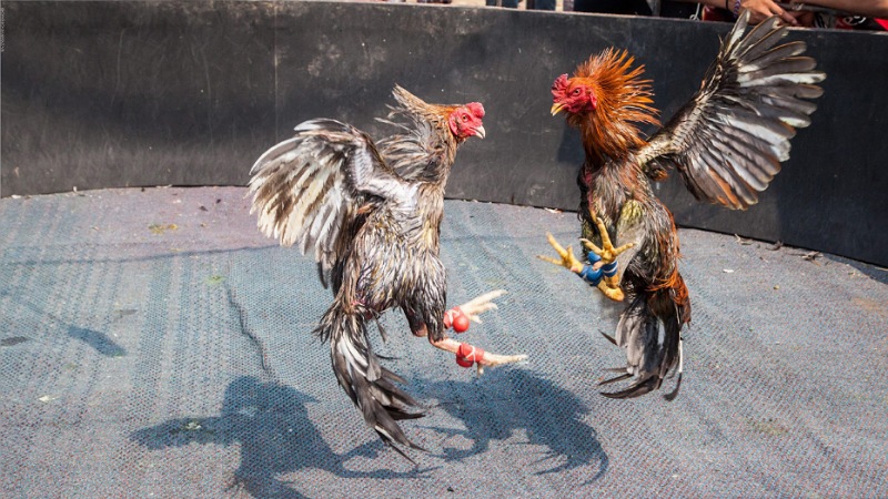 Đá gà là trò giải trí rất nổi tiếng ở đất nước Peru