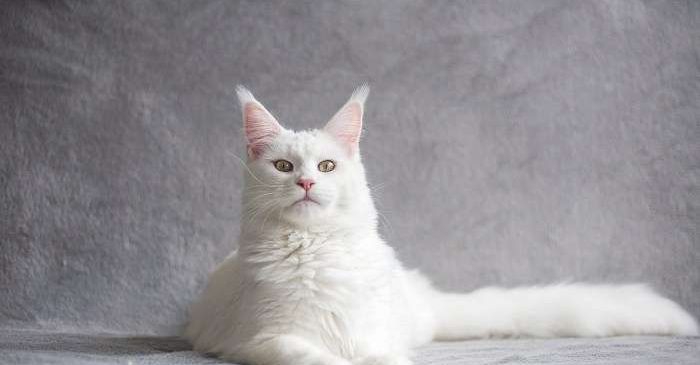 Mèo trắng xuất hiện trong giấc mơ là tín hiệu tốt về chuyện tình cảm